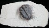 Phenomenal Cyphaspides Trilobite - Free-Standing Spines #11424-7